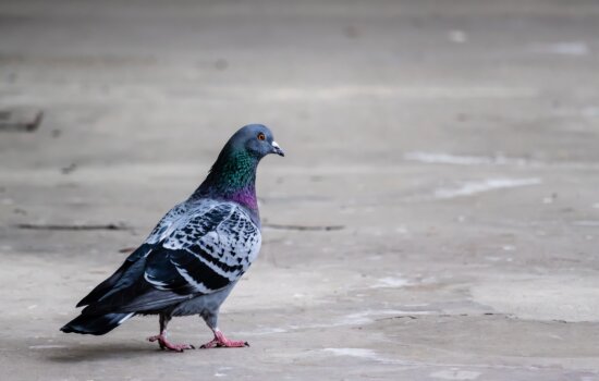colorful, detail, ornithology, outdoor, pigeon, sidewalk, animal, beak
