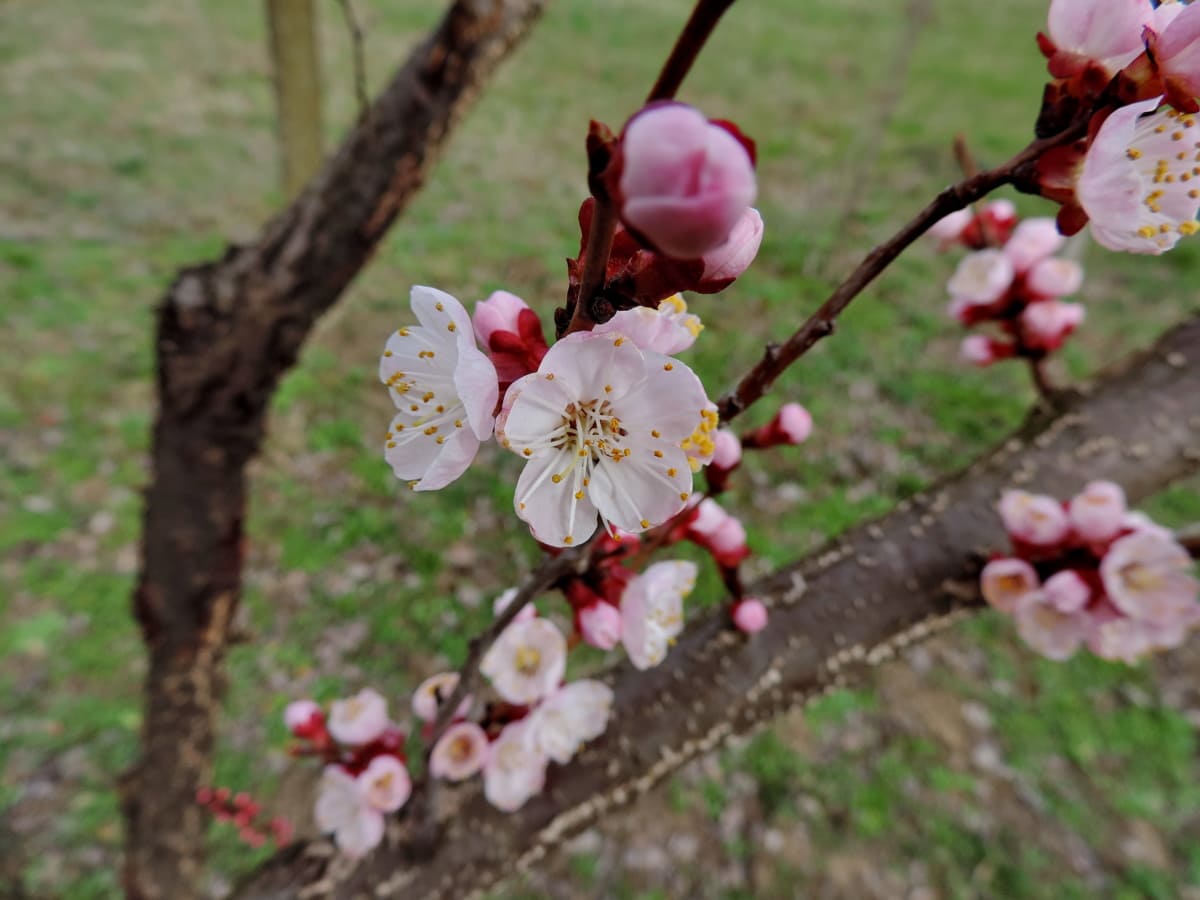 grana, ekologija, cvjetni vrt, proljetno vrijeme, cvijet, jabuka, biljka, proljeće