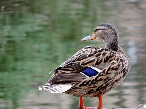 avian, duck, ecology, ornithology, waterfowl, beak, bird, wildlife