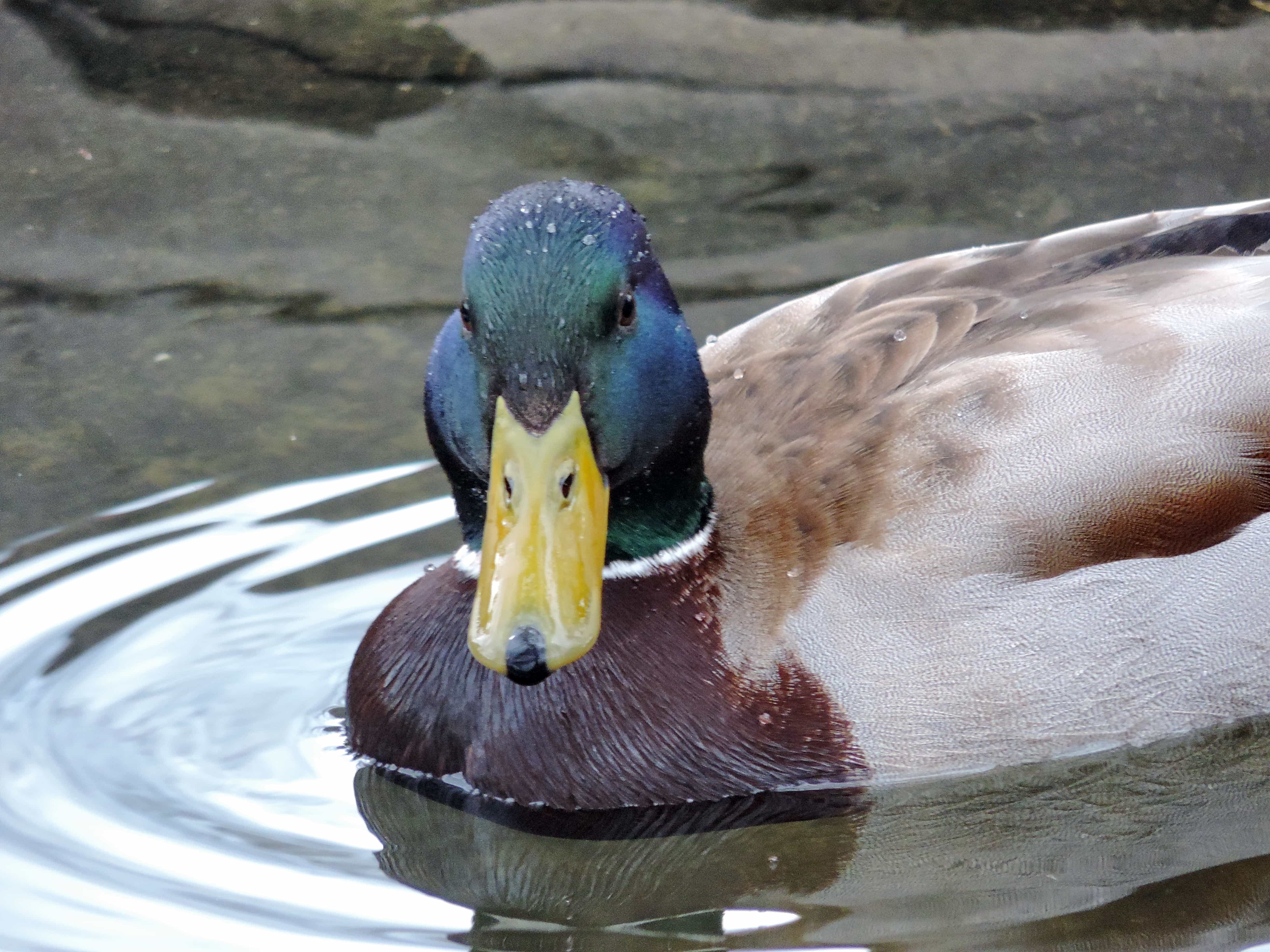 Mallard Duck Face