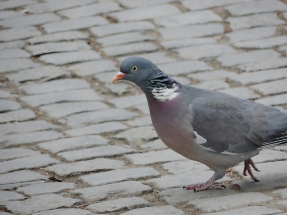pigeon, dove, feather, wildlife, beak, animal, bird, nature