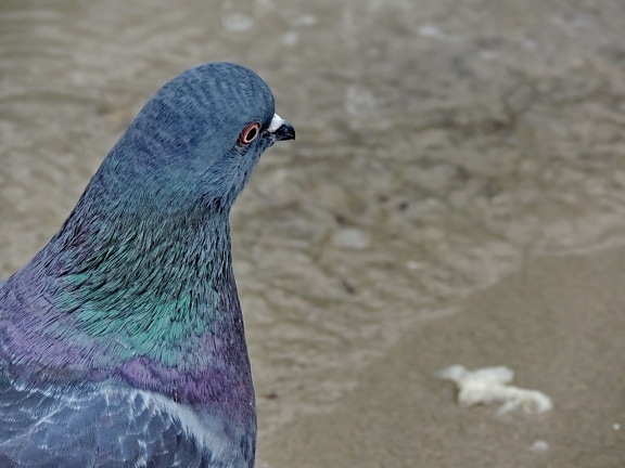 colorful, head, pigeon, bird, beak, animal, feather, dove
