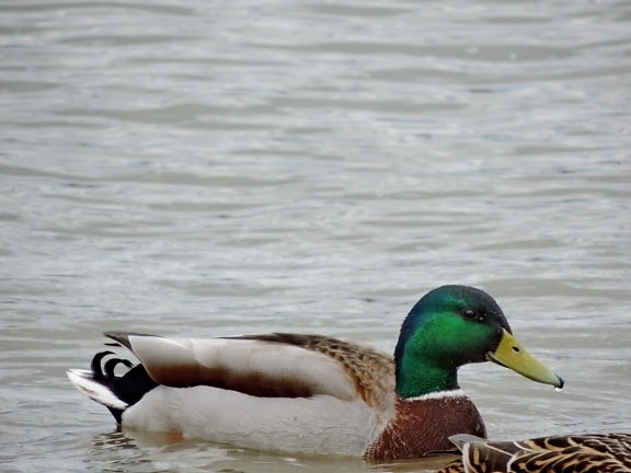 езеро, водолюбивите птици, диви, птица, патица птица, патица, зеленоглава патица, дива природа