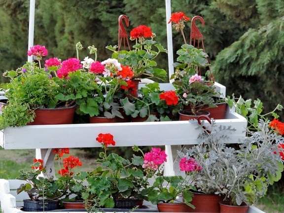 vaso di fiori, Flora, fiore, Geranio, fiori, Giardino, natura, orticoltura