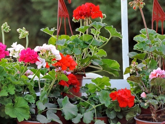vaso di fiori, fiori, Giardino, Flora, erba, pianta, Spring, fiore