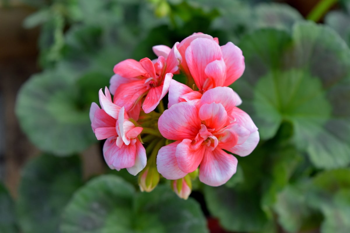 フリー写真画像 花 ガーデン ゼラニウム 工場 花 フローラ 自然 葉