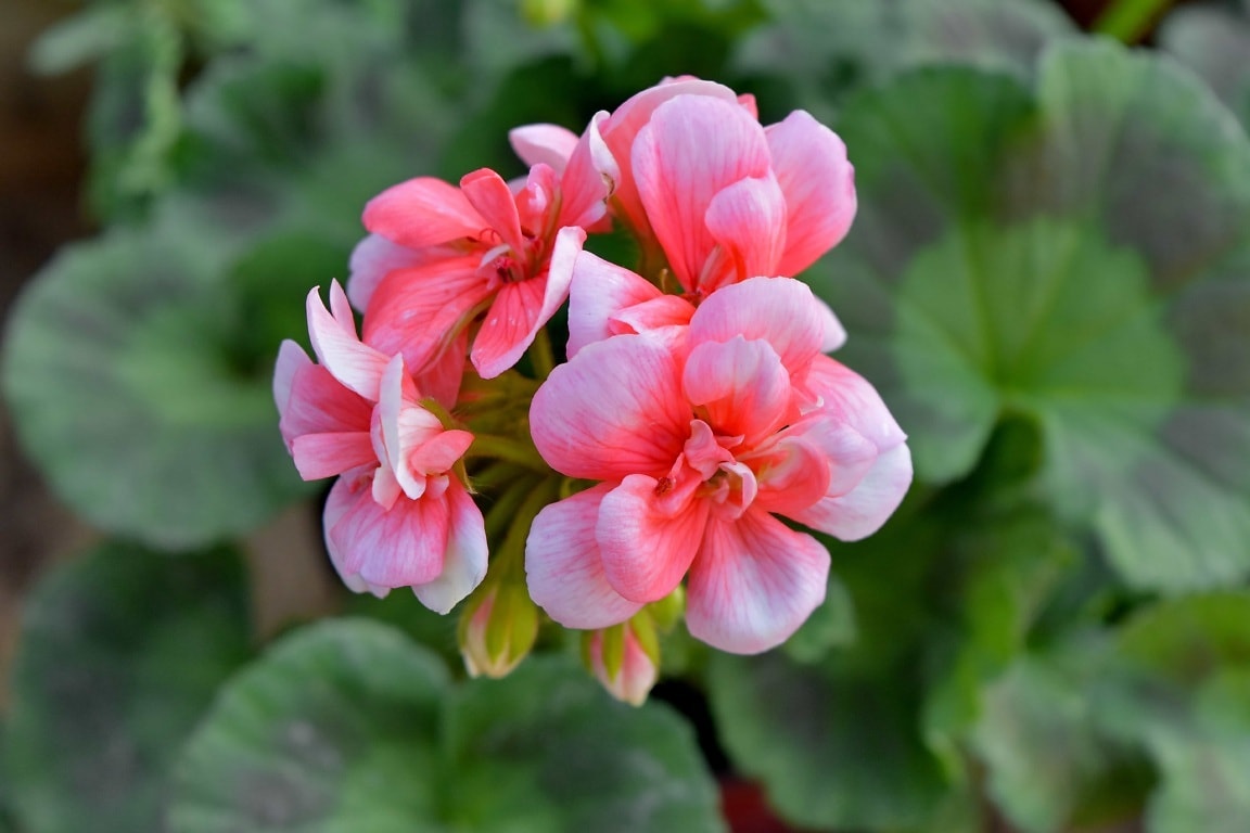 Free picture: geranium, horticulture, petal, pink, garden, leaf, flora ...