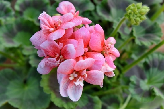 详细信息, 花蕾, 雌蕊, 花, 天竺葵, 植物区系, 中药, 粉色