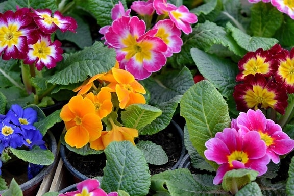 lindas flores, colorido, tempo de primavera, planta, flores, flora, natureza, prímula