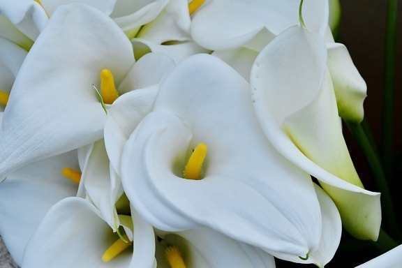 Detail, Lilie, tropische, weiß, Blume, Blütenblatt, Natur, Blumen