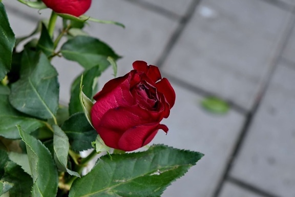 bó hoa, màu đỏ, Hoa hồng, cây bụi, Hoa hồng, cánh hoa, Thiên nhiên, lãng mạn