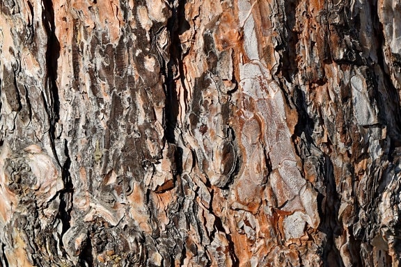 ru, mønster, overflade, bark, tekstur, træ, materiale, træ