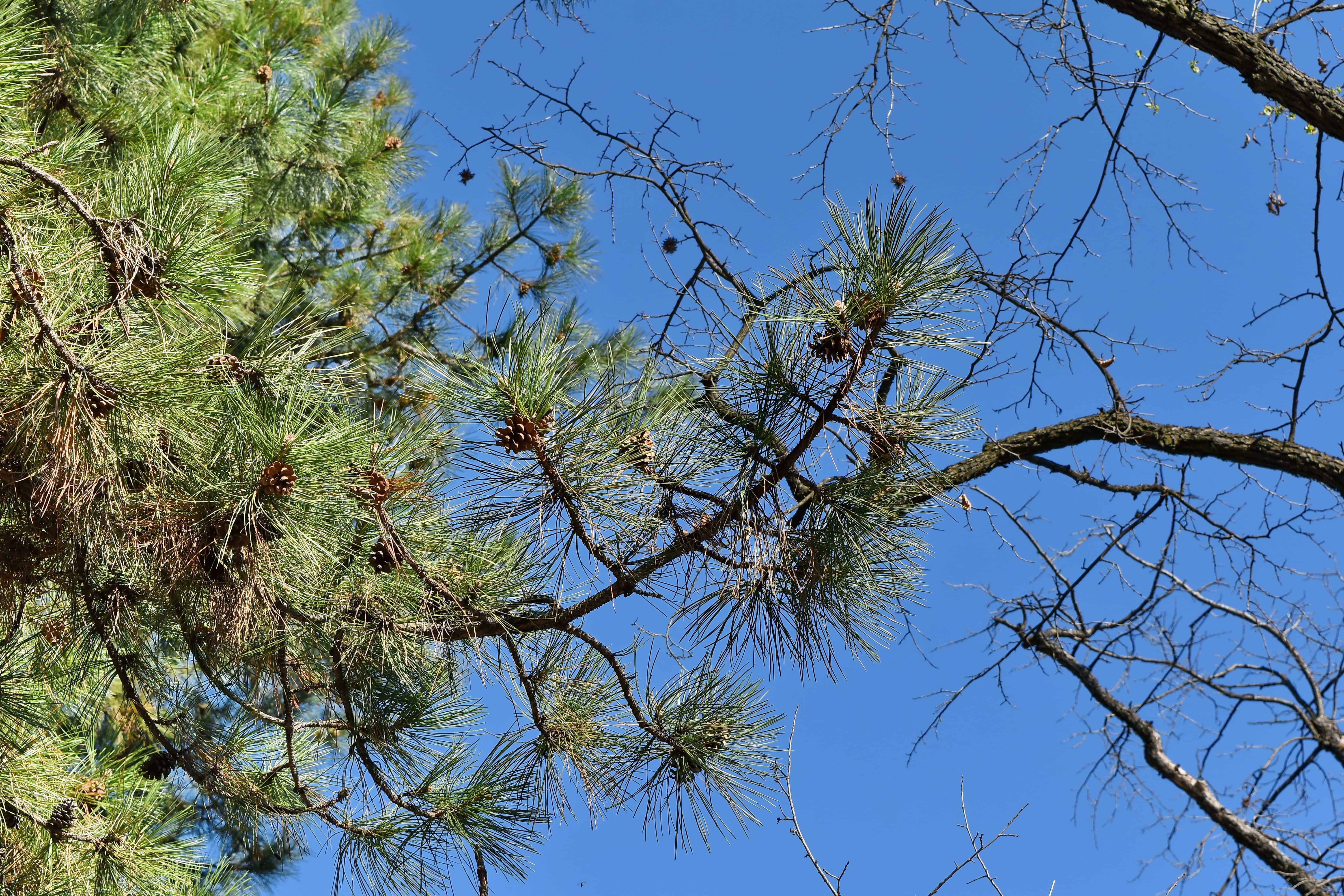 Gambar Gratis Cabang Tanaman Alam Pohon Pinus Kayu Di