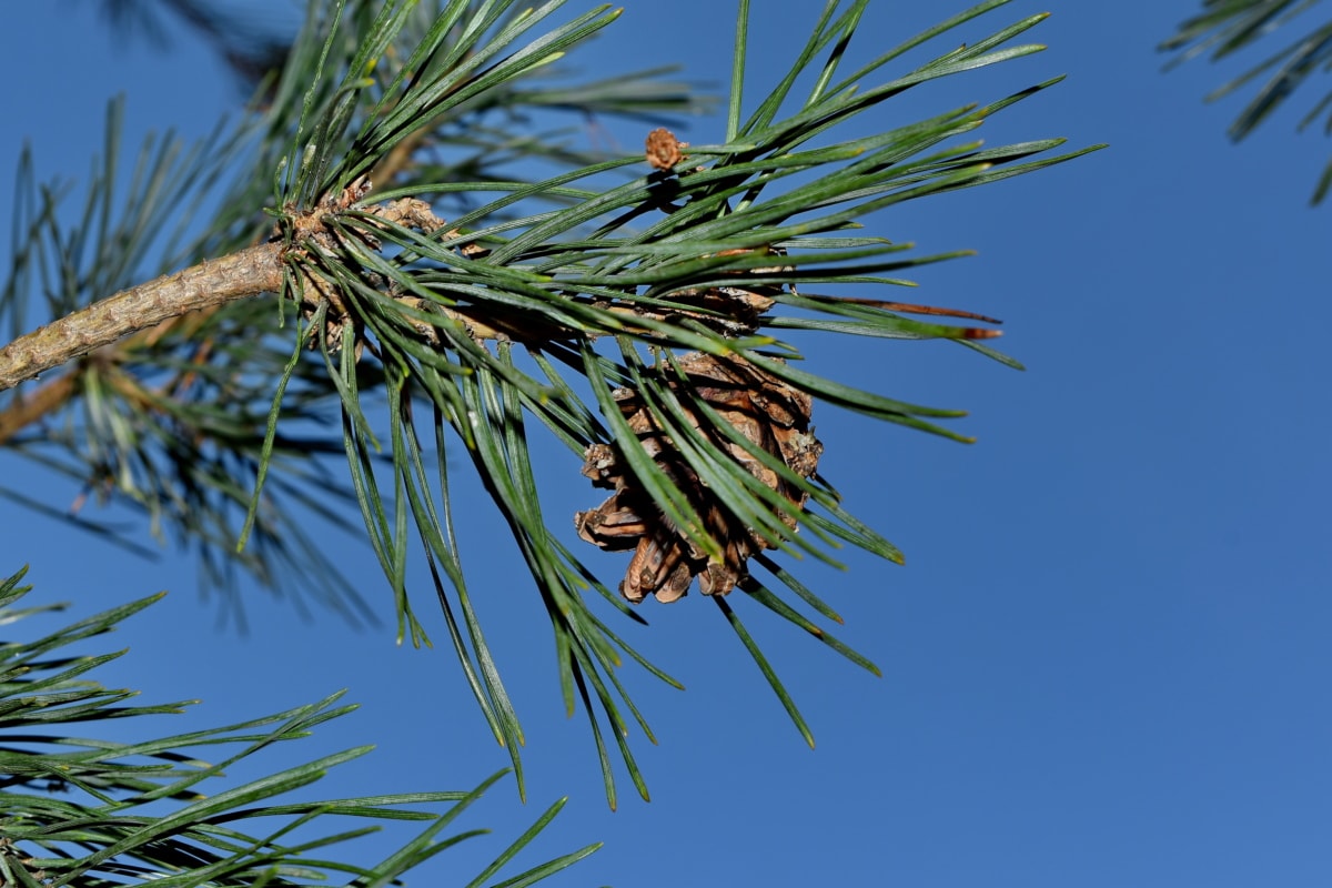 evergreen, branch, tree, nature, conifer, plant, pine, outdoors