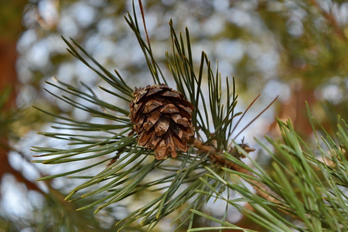 evergreen, tree, pine, cone, winter, conifer, branch, nature