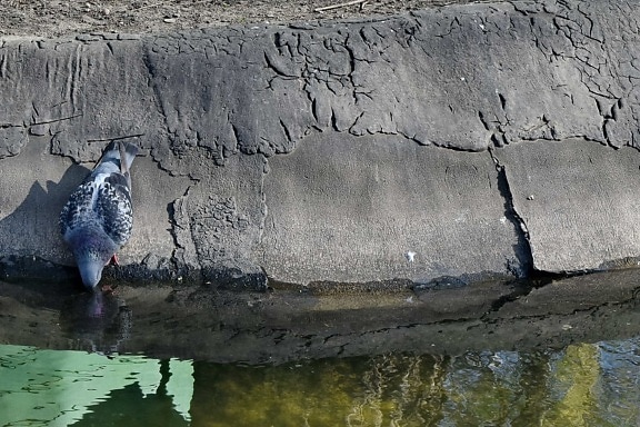 drinking, pigeon, pond, reflection, structure, stone, old, grunge