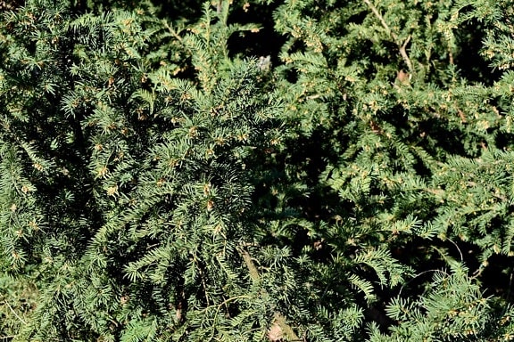 branches, conifers, evergreen, tree, conifer, plant, pine, nature