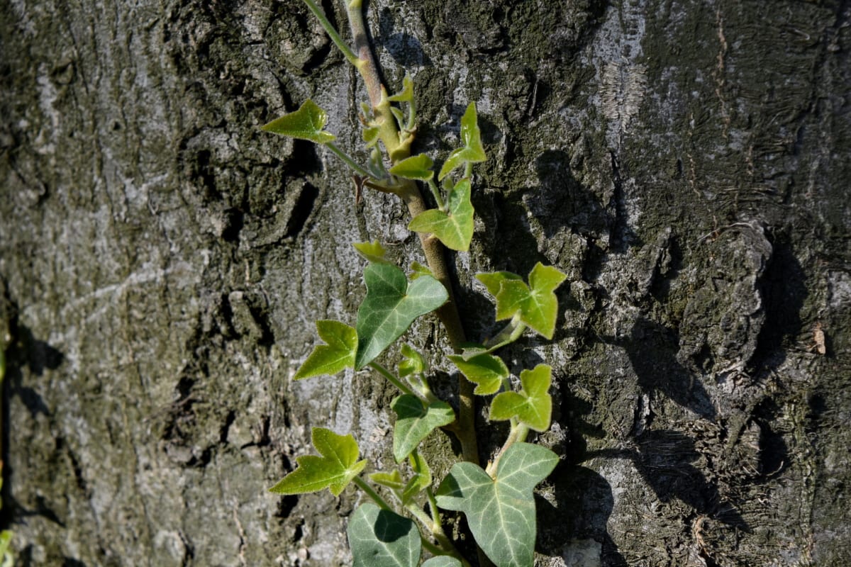 gröna blad, murgröna, Oak, träd, bark, konsistens, miljö, blad