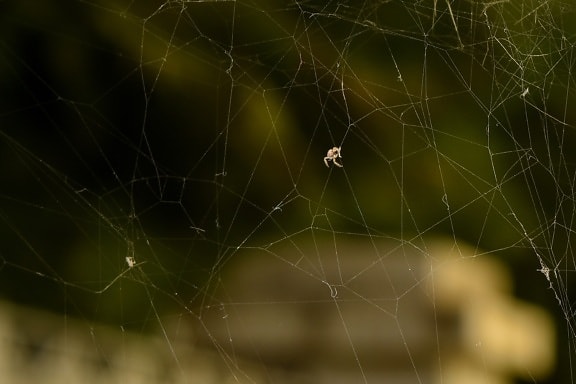 insect, nature, spiderweb, cobweb, spider, arachnid, web, trap