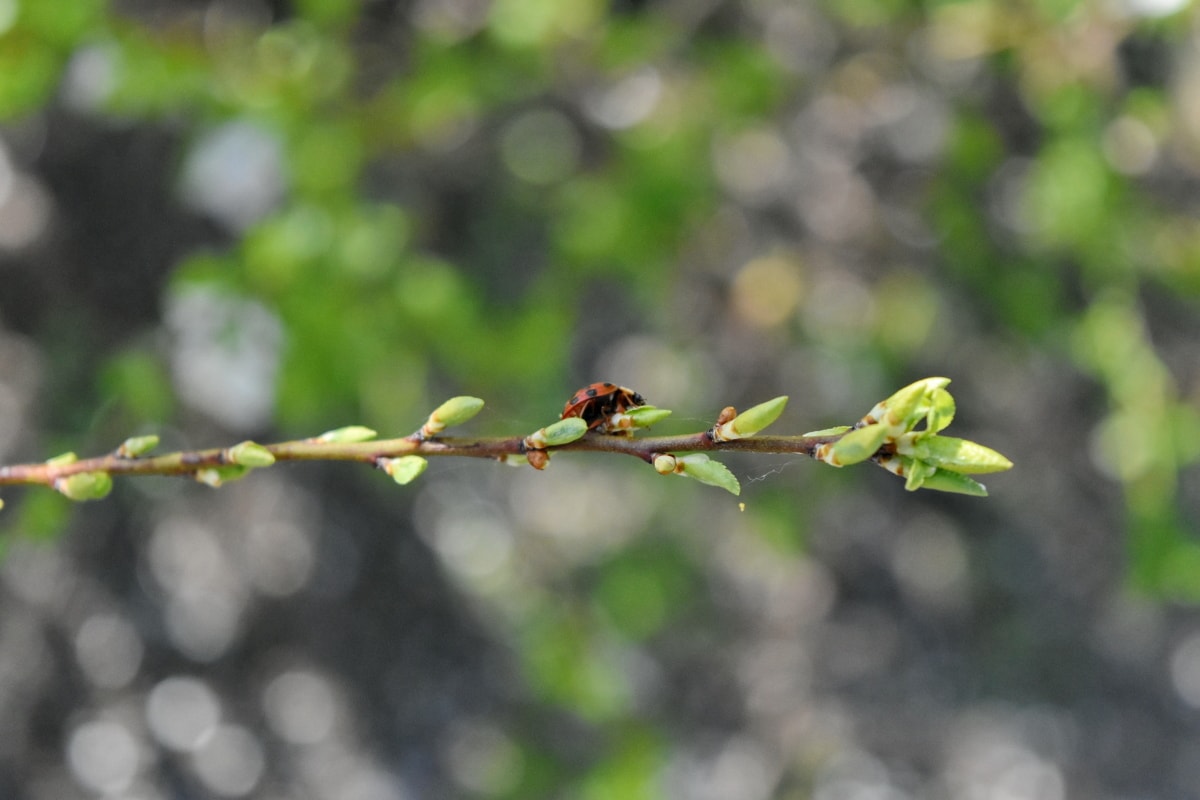 insect, ladybug, leaf, tree, branch, nature, outdoors, flora