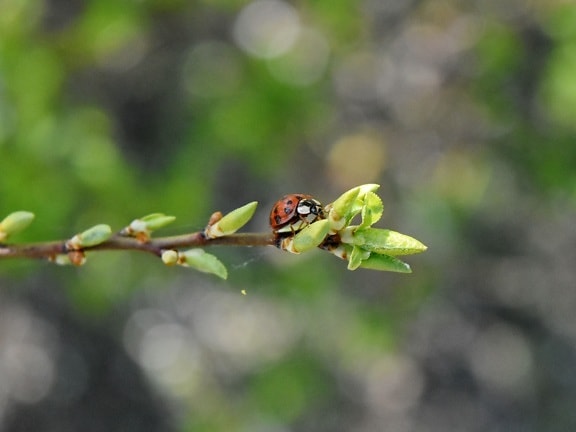 ladybug, leaf, insect, nature, outdoors, wildlife, flora, summer