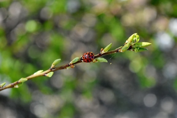 ladybug, spiderweb, leaf, branch, plant, nature, tree, outdoors