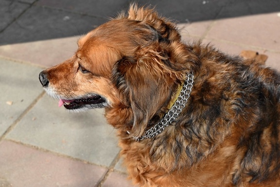 beautiful, dog, portrait, purebred, adorable, animal, brown, canine