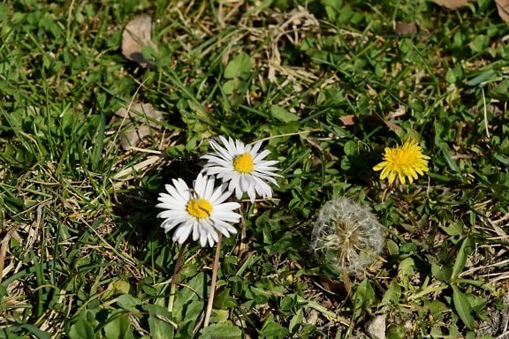 daisies, dandelion, green grass, green leaves, spring time, field, grass, nature
