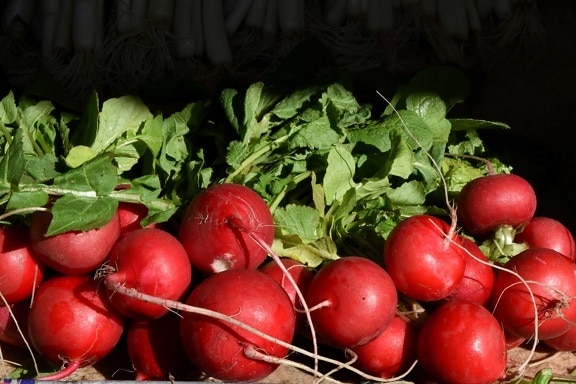 radish, food, vegetable, vegetables, herb, leaf, health, nutrition
