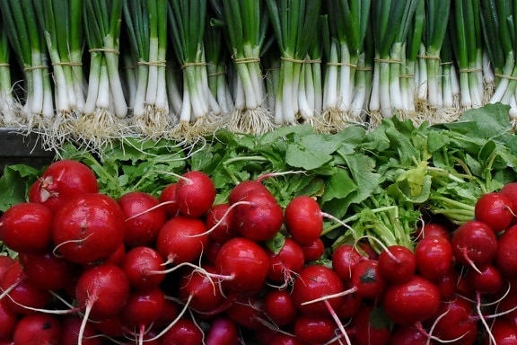 root, food, radish, healthy, fresh, vegetable, vegetables, herb
