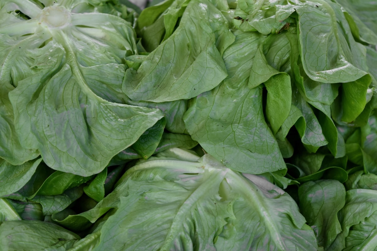 zelenina, list, zelí, zdraví, hlávkový salát, čerstvý, závod, bylina