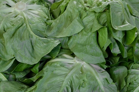 vegetable, leaf, cabbage, health, lettuce, fresh, plant, herb