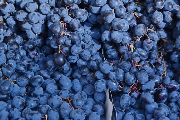 organique, violet, raisin, les raisins, vin, fruits, nature, à pied