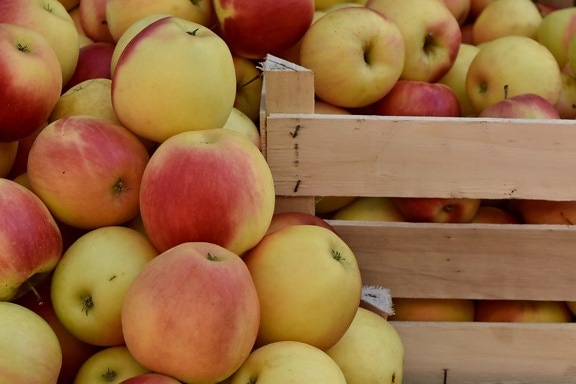 кошница, органични, плодове, ябълка, пресни, храна, вкусни, здрави