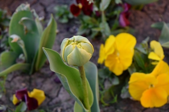 tulipán, kert, Flóra, levél, növény, tavaszi, virág, természet