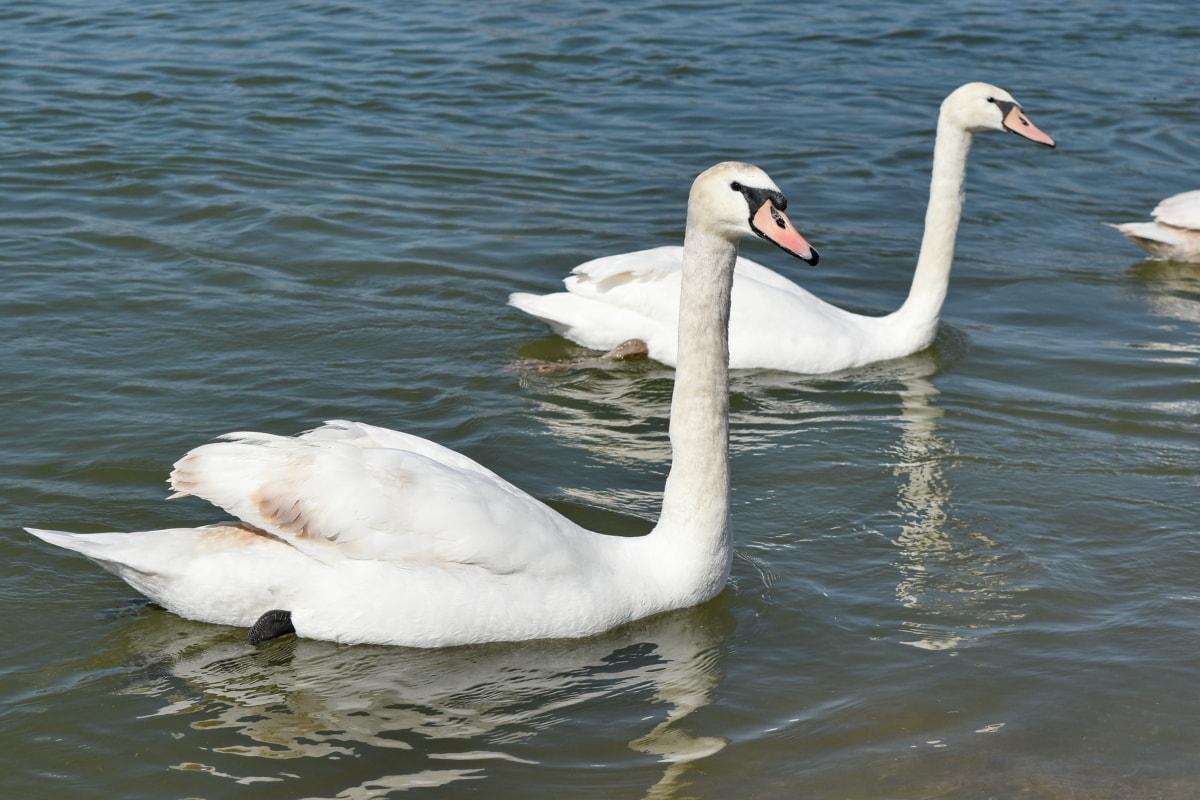 neck, water, bird, lake, swan, wildlife, aquatic bird, waterfowl