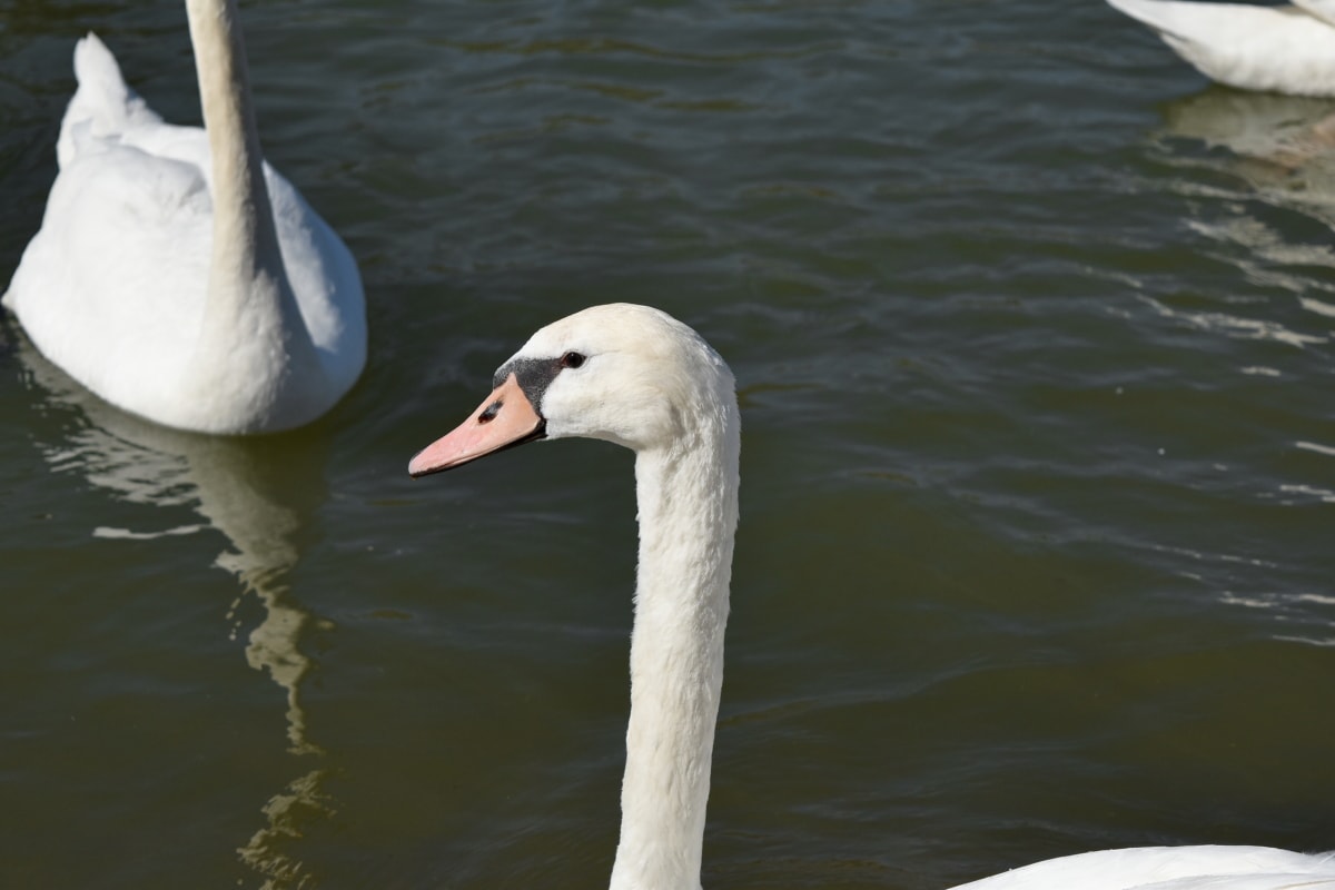 head, neck, swan, white, water, wildlife, aquatic bird, bird