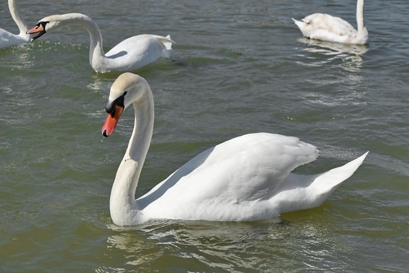 swan, water, bird, lake, waterfowl, aquatic bird, swimming, nature