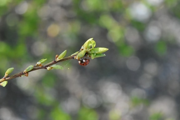 ladybug, leaf, nature, outdoors, summer, flora, blur, tree