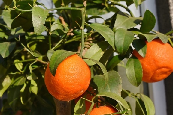 list, citrusové, ovoce, vitamín, mandarinka, oranžová, mandarinka, jídlo