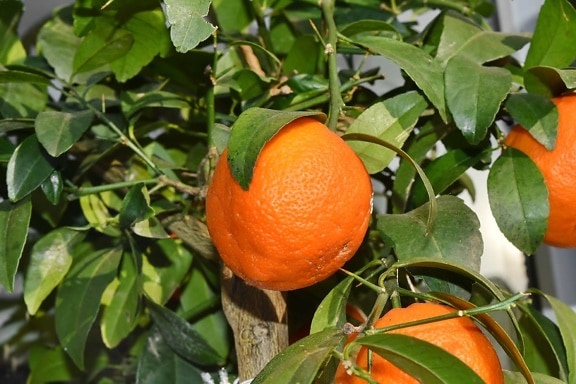 tropska, narančasta, zdrav, mandarina, list, citrusa, vitamina, mandarina