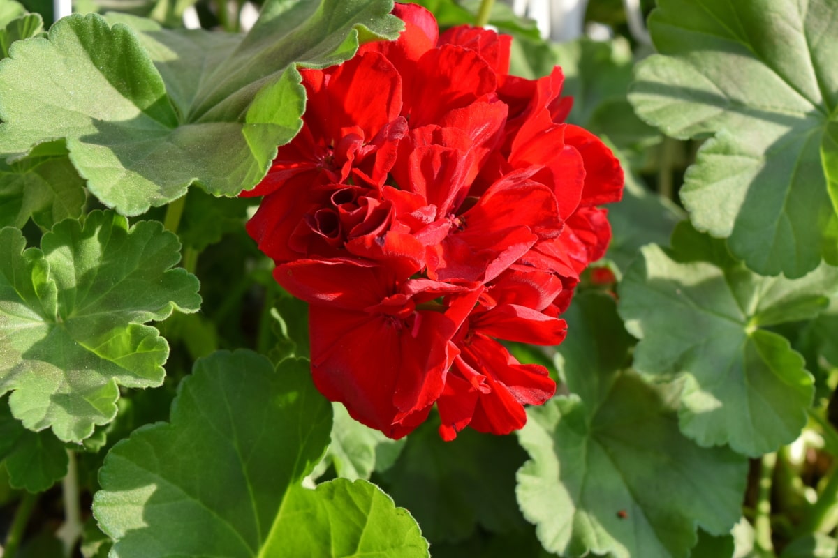 Imagen gratis: hermosas flores, rojo, flor, Geranio, planta, Pétalo,  hierba, naturaleza
