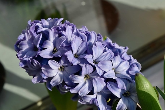 lilac, herb, nature, hyacinth, flora, flowers, flower, plant