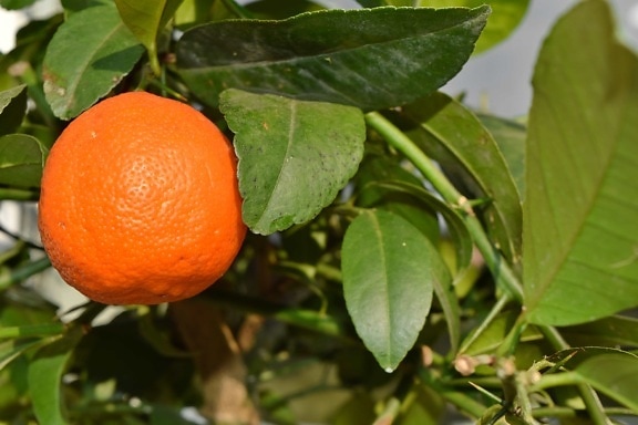 blad, vrucht, citrus, Mandarijn, Oranje, natuur, vitamine, Tangerine