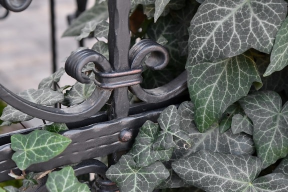 cast iron, handmade, leaf, nature, garden, ivy, color, outdoors
