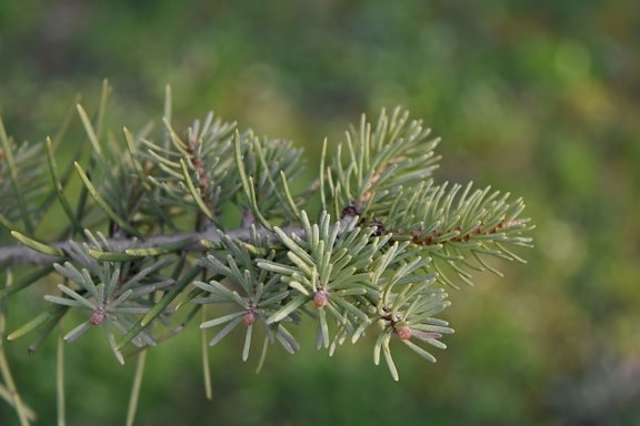 conifer, spruce, pine, plant, nature, branch, tree, flora