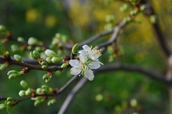 природа, Весна, дерево, завод, чагарник, цвітіння, яблуко, квітка