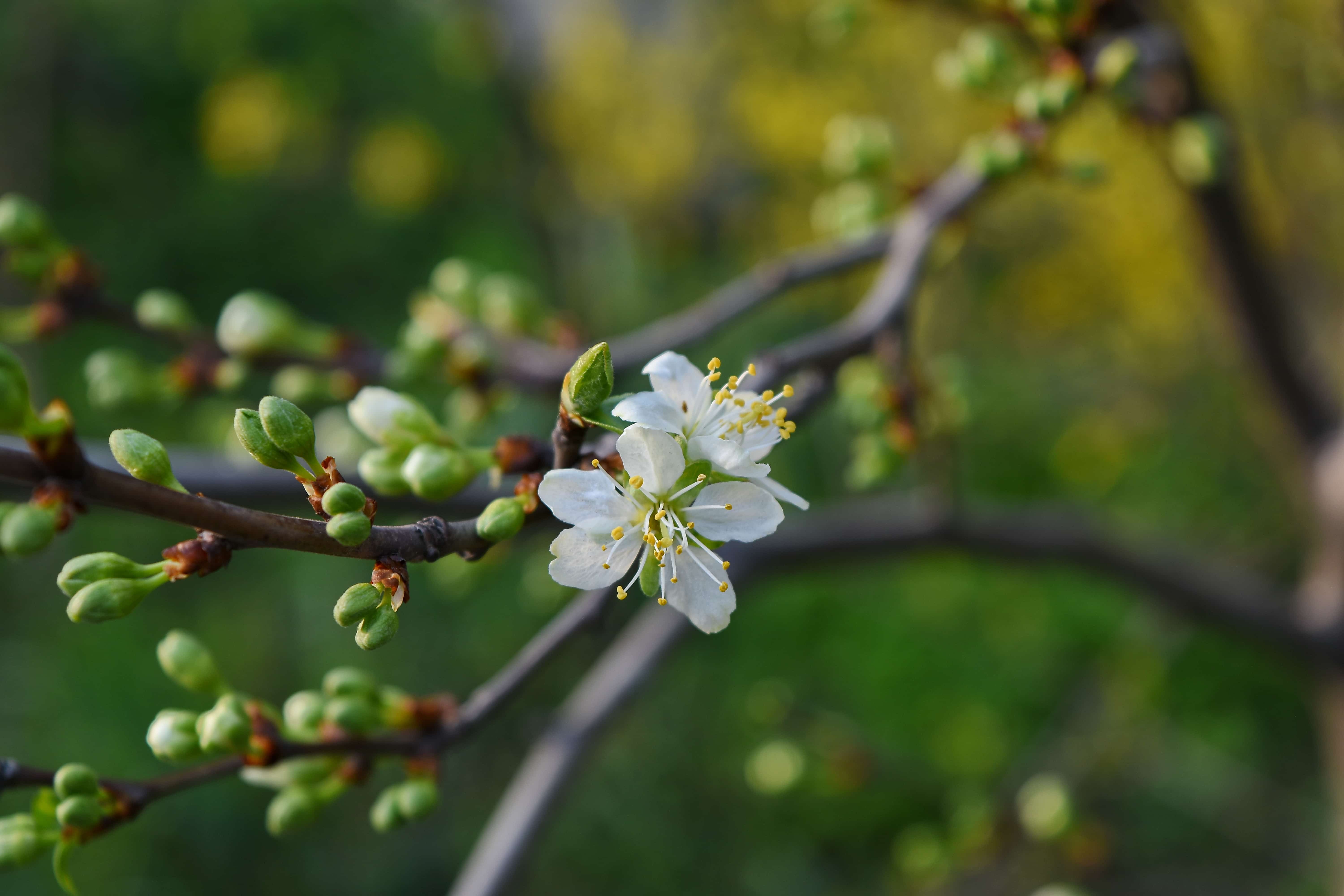 フリー写真画像 自然 春 ツリー 工場 低木 花 林檎 花