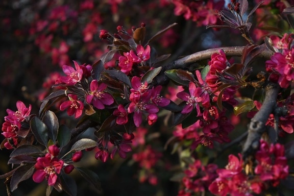 botanic, red, shrub, spring time, tree, nature, flora, flower
