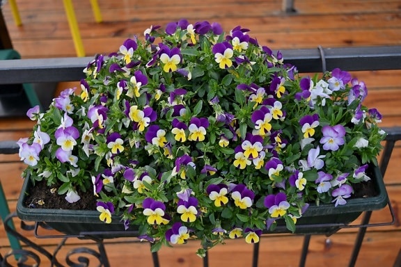 cast iron, fence, flowerpot, flower, flowers, flora, viola, plant